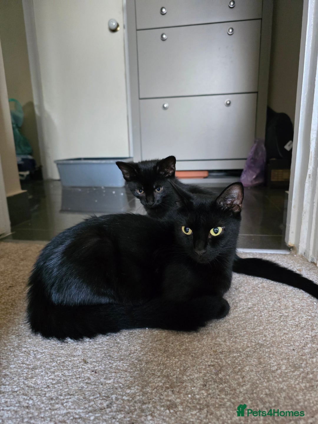Domestic Shorthair cats for sale: Black kittens 12 weeks ready now - Image 8