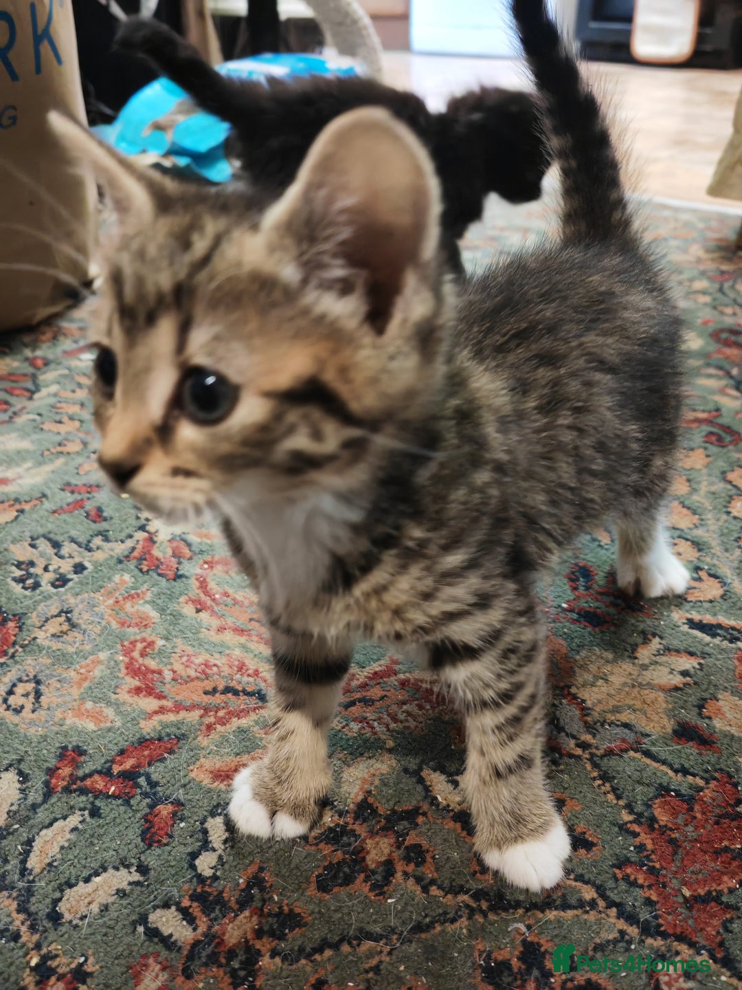 British Shorthair cats for sale: 4 kittens for sale ready for collection - Image 1
