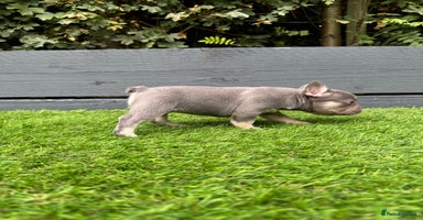 French Bulldog dogs - Advert 6