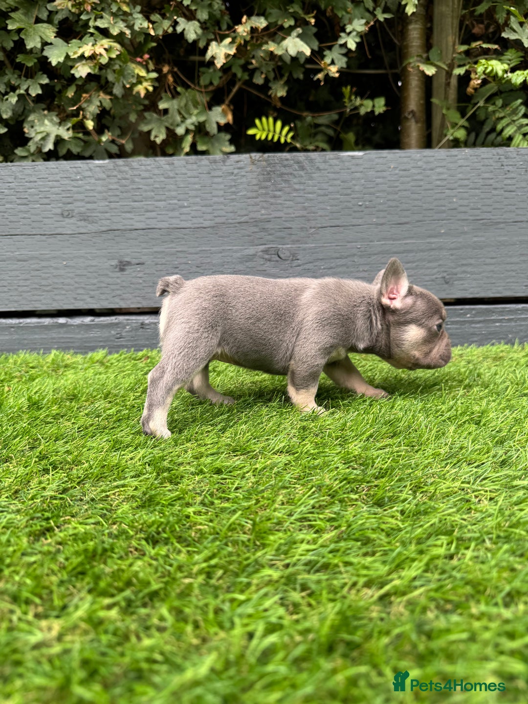 French Bulldog dogs for sale: ⭐ 4 available French bulldogs carrying L4 ⭐️ - Image 3