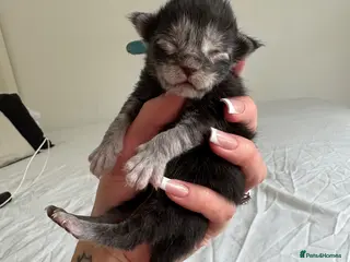 Maine Coon cats BLACK SMOKE BOY🖤AVAILABLE FOR RESERVATION🩶🖤 - Advert 1