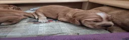 Cocker Spaniel dogs for sale: Beautiful cocker spaniels - Advert 9
