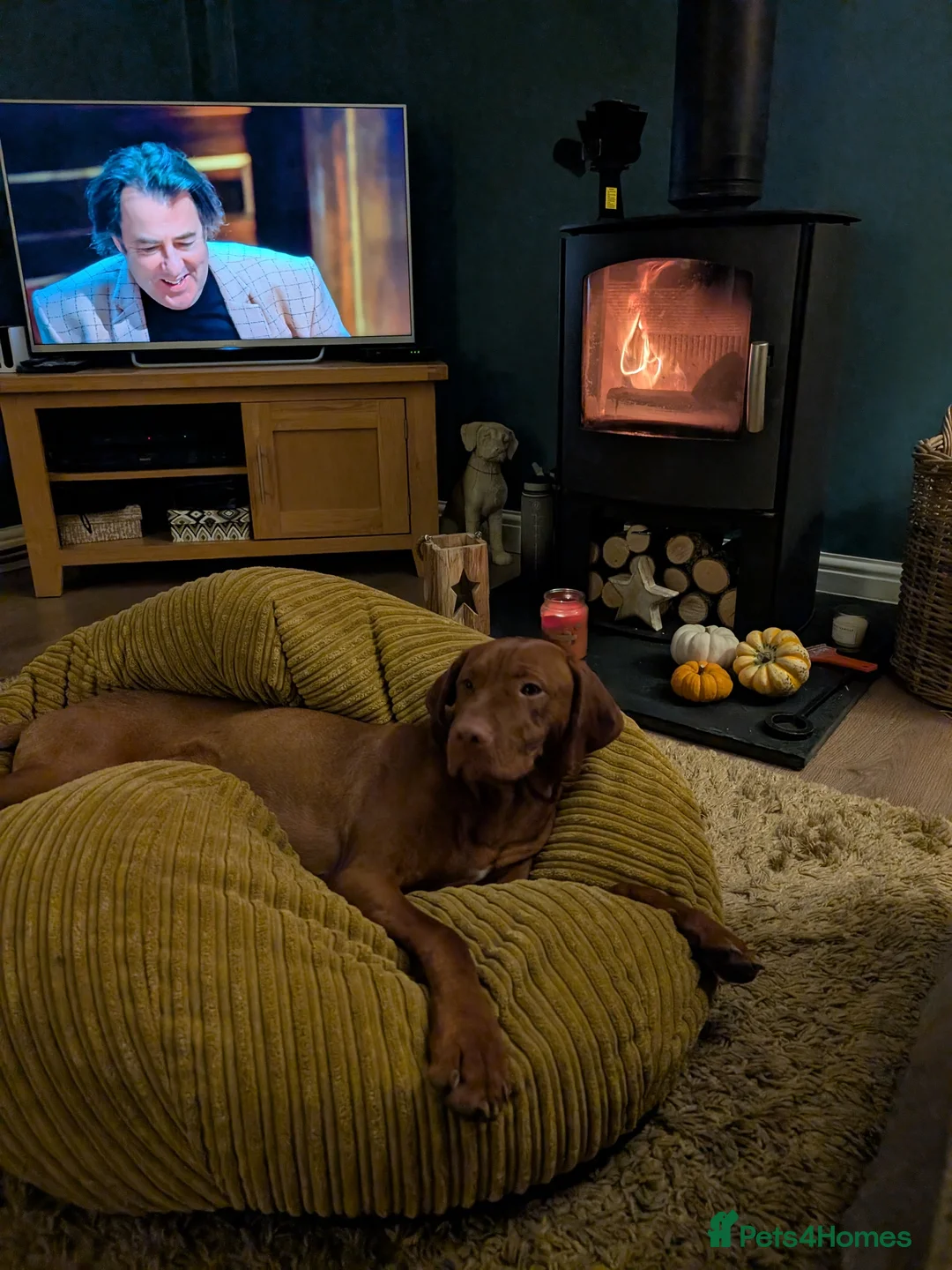 Hungarian Vizsla dogs for sale: Hungarian Visla  - Advert 4