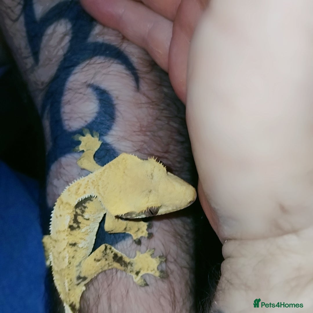 Gecko reptiles for sale: Crested  - Image 13
