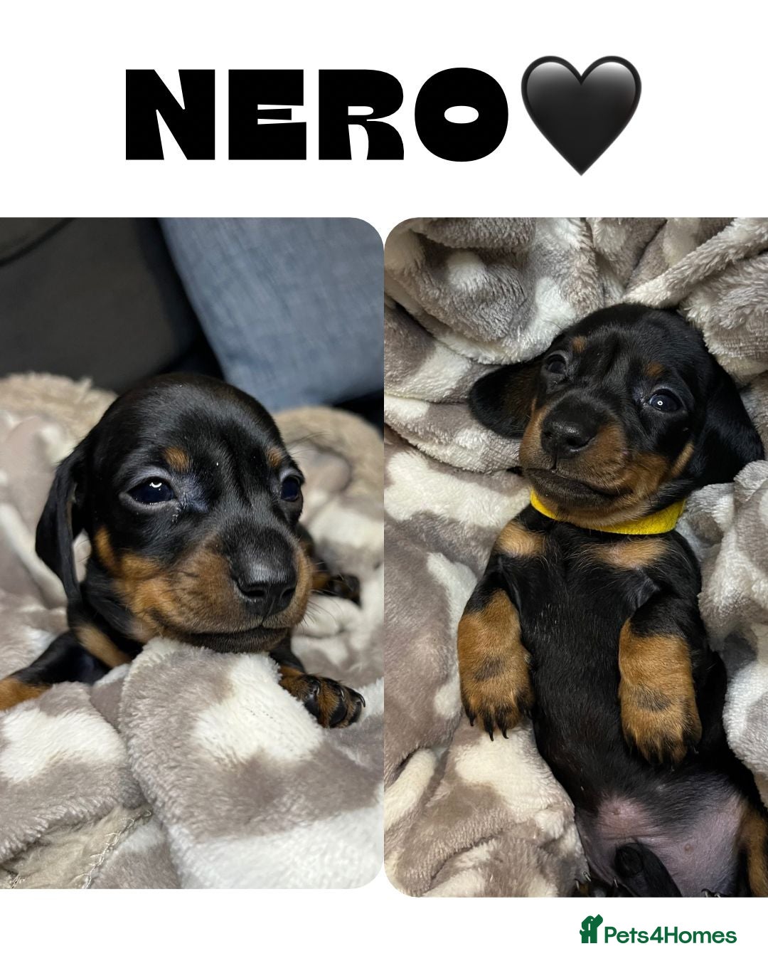 Dachshund dogs for sale: Stunning KC Miniature dachshunds - Advert 5
