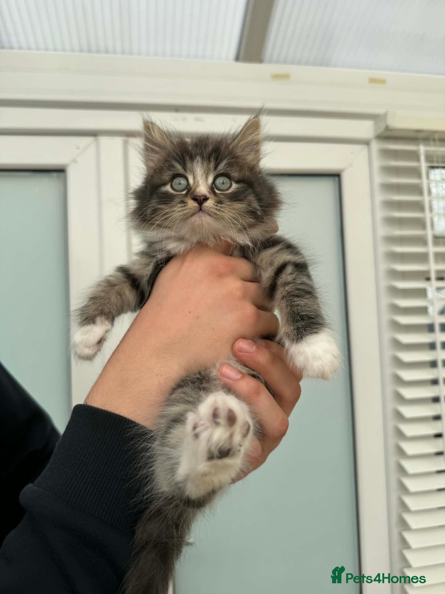 Mixed Breed cats Maine coon xxx  - Advert 3