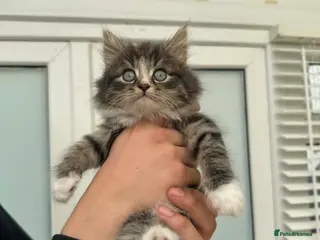 Mixed Breed cats Maine coon xxx - Advert 3