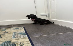 Mixed Breed dogs for sale: 6 beautiful jack russle cross cocker spaniels  - Image 36