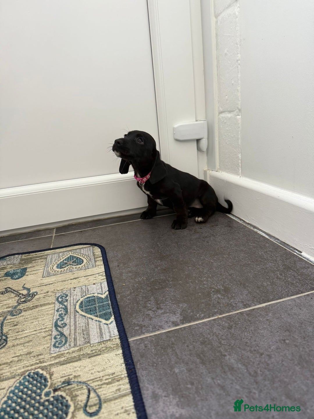 Mixed Breed dogs for sale: 6 beautiful jack russle cross cocker spaniels  - Image 36