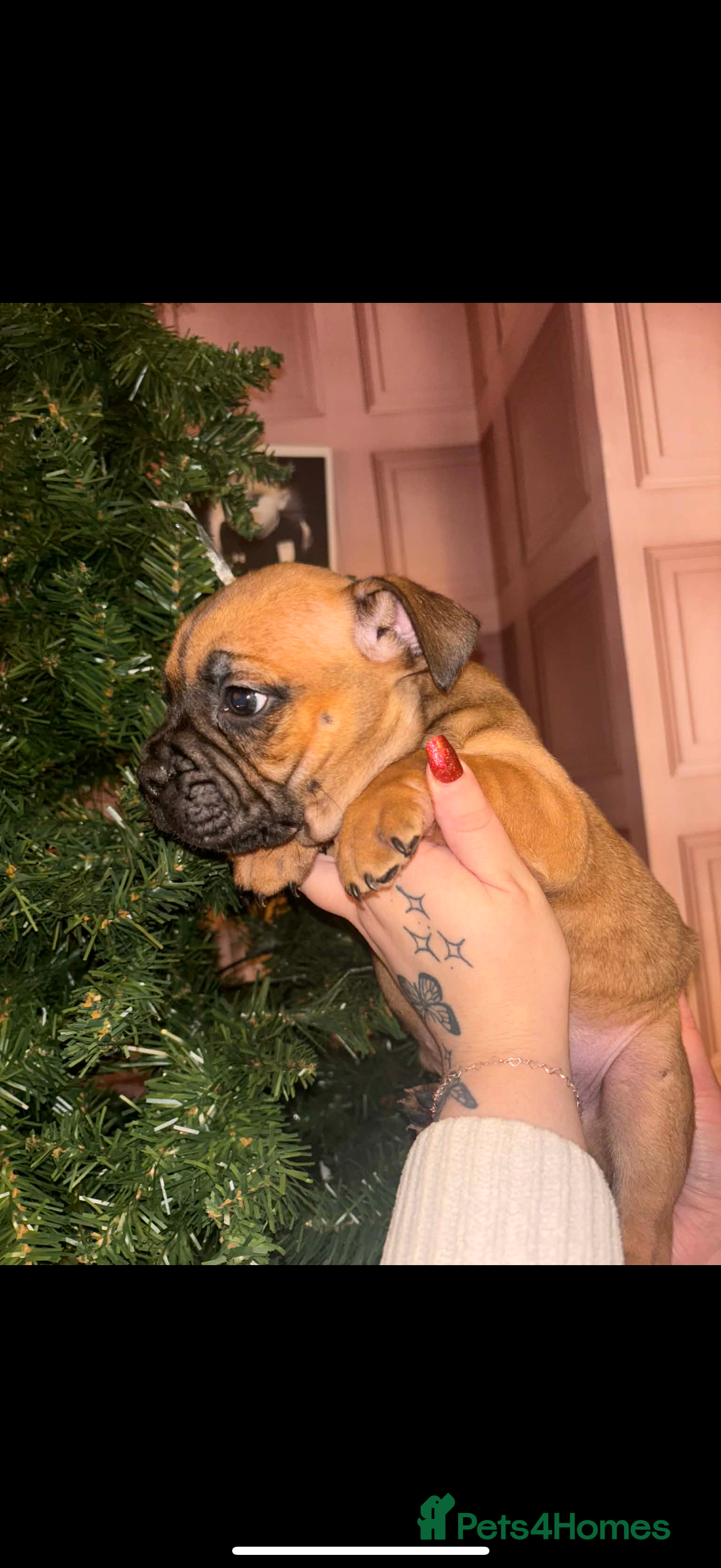 Mixed Breed dogs English bulldog x staff  - Advert 1