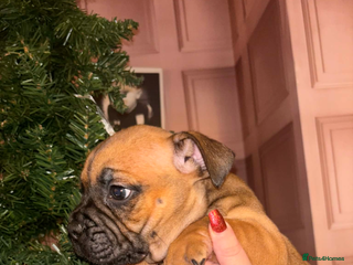 Mixed Breed dogs English bulldog x staff - Advert 1