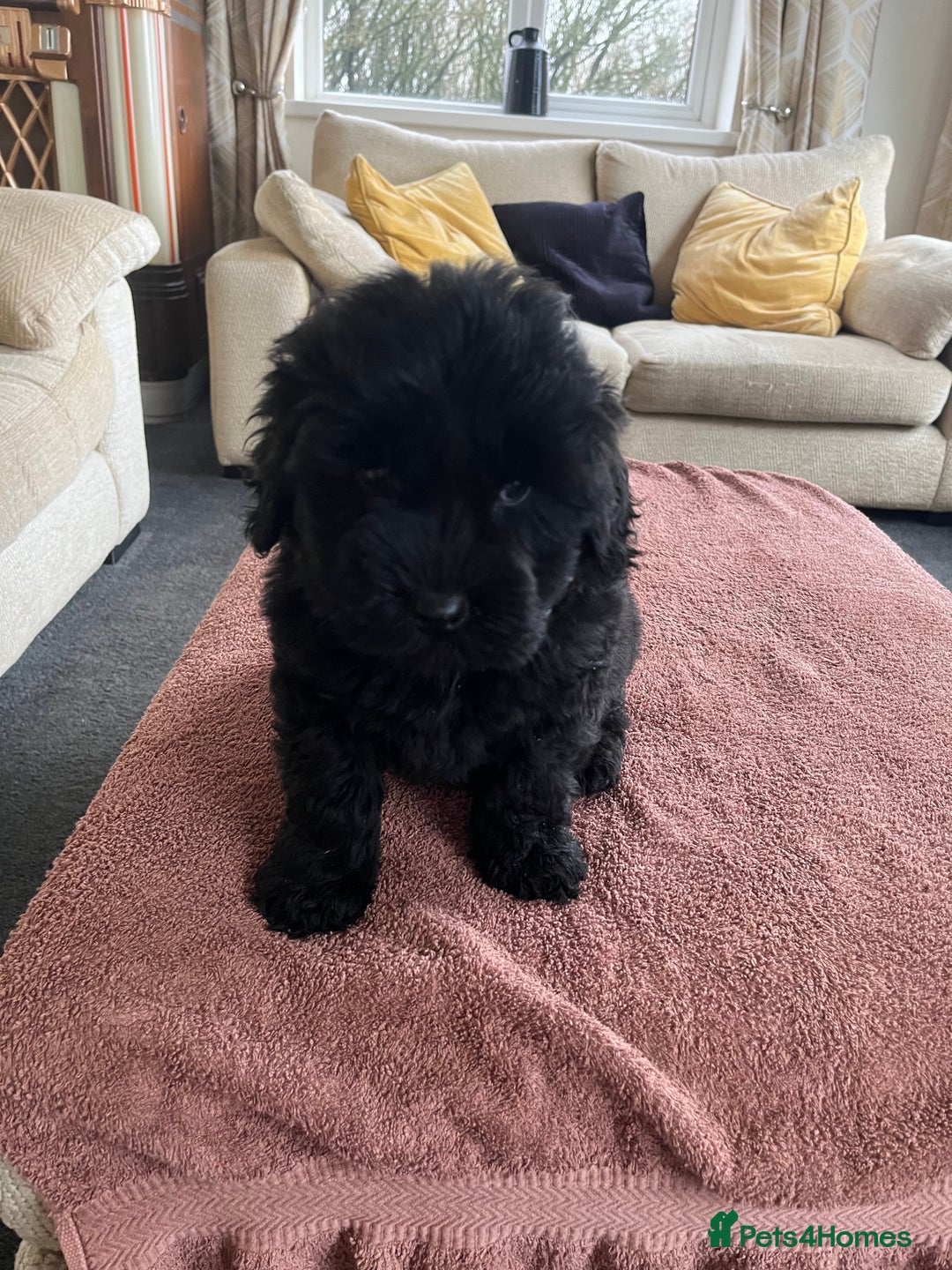 Labradoodle dogs for sale: Beautiful healthy Labradoodle Puppied - Advert 40
