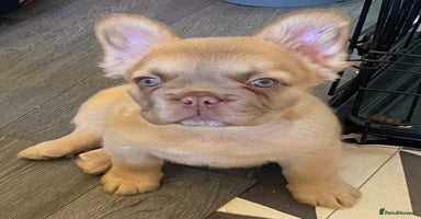 French Bulldog dogs - Advert 15