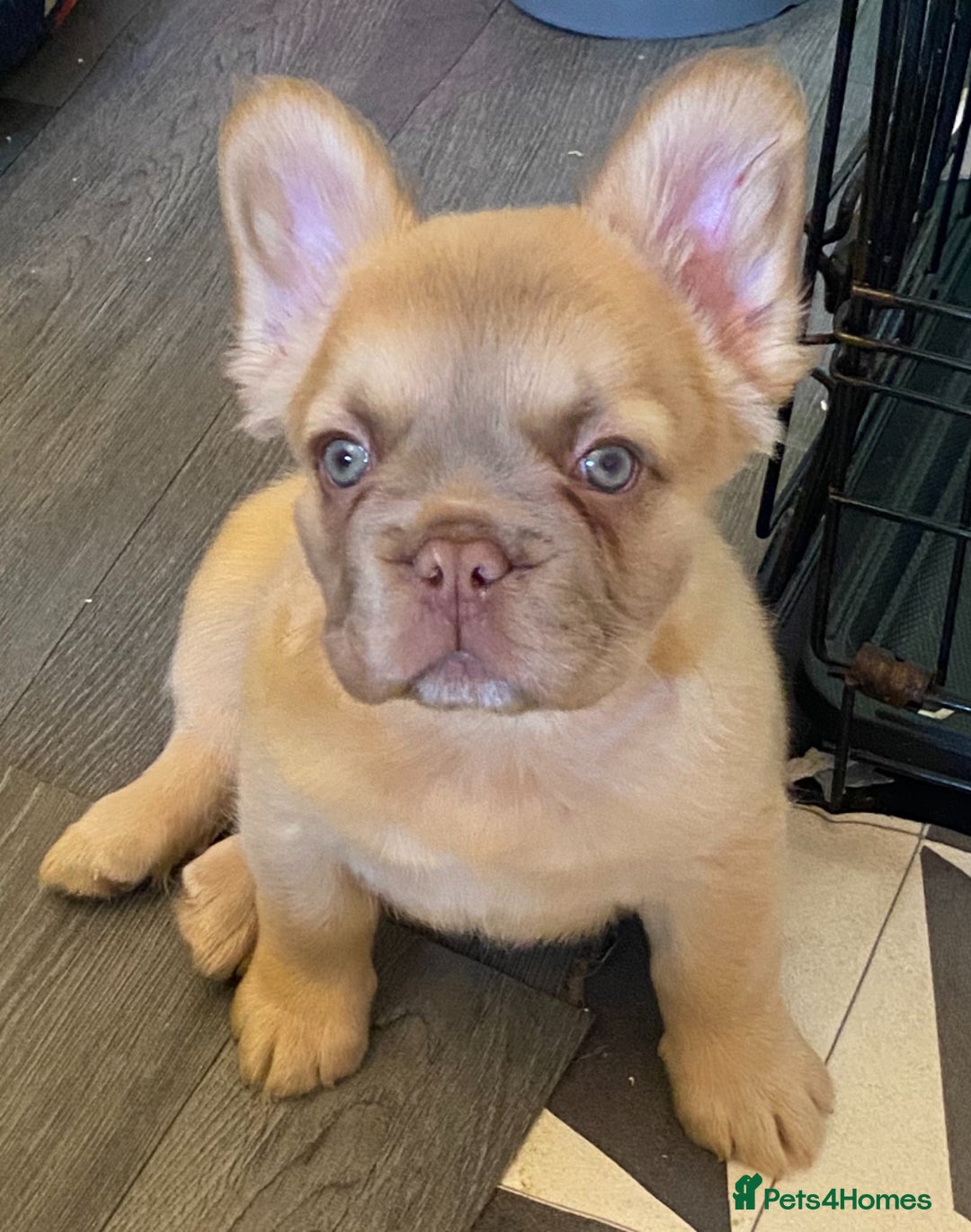 French Bulldog dogs for sale: DNA Health tested 5 🌟 KC fluffy French bulldogs - Image 3