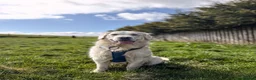 Golden Retriever dogs for stud: KC GOLDEN RETRIEVER ⭐️STUD⭐️ - Advert 12