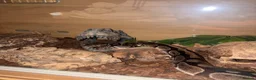 Python Snake reptiles for sale: Friendly python for sale with enclosure  - Advert 3