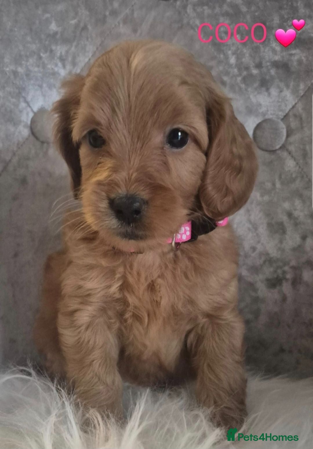 Cavapoo dogs F1B CAVAPOO PUPPIES EXTENSIVELY DNA HEALTH TESTED  - Advert 2