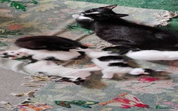Mixed Breed cats for sale: 5 lovely kittens - Image 14