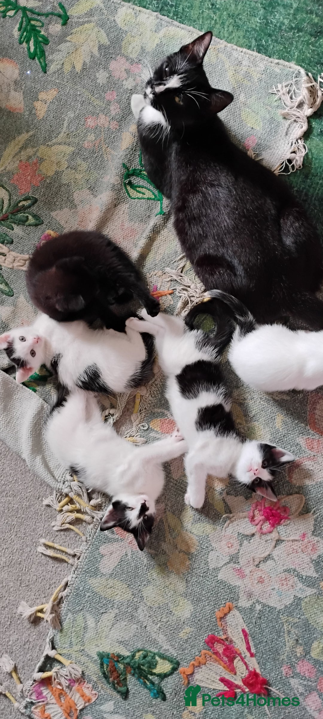 Mixed Breed cats for sale: 5 lovely kittens - Image 14