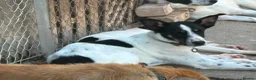 Mixed Breed dogs for adoption: Max - Norwich Norfolk  - Advert 14
