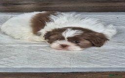 Shih Tzu dogs for sale: Cute Imperial Shih tzu puppies for sale - Image 7