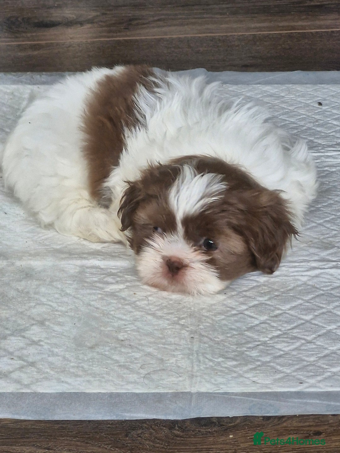 Shih Tzu dogs for sale: Cute Imperial Shih tzu puppies for sale - Image 7