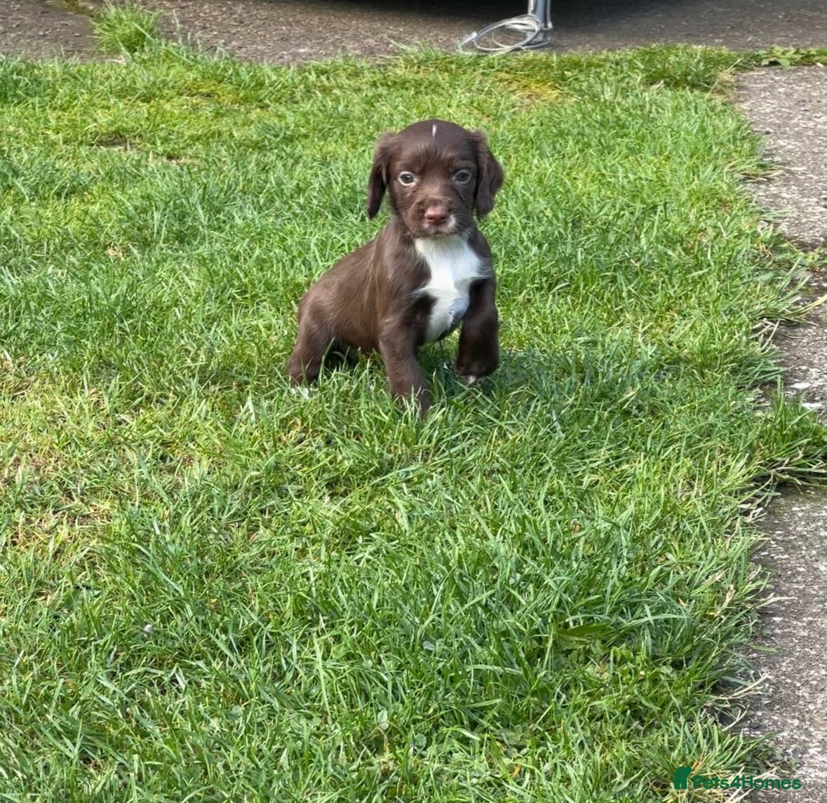 Cocker Spaniel dogs Working Cocker Spaniels  - Advert 11
