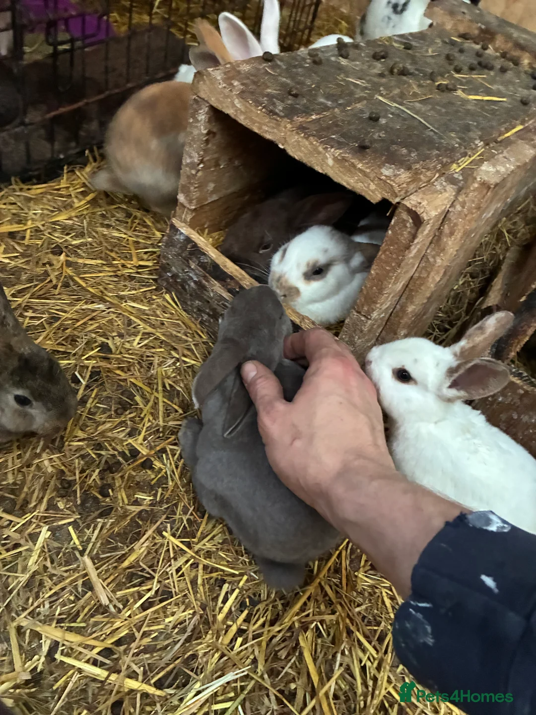 Rex rabbits for sale: Rex, velvet and mixed bunnies  - Advert 10