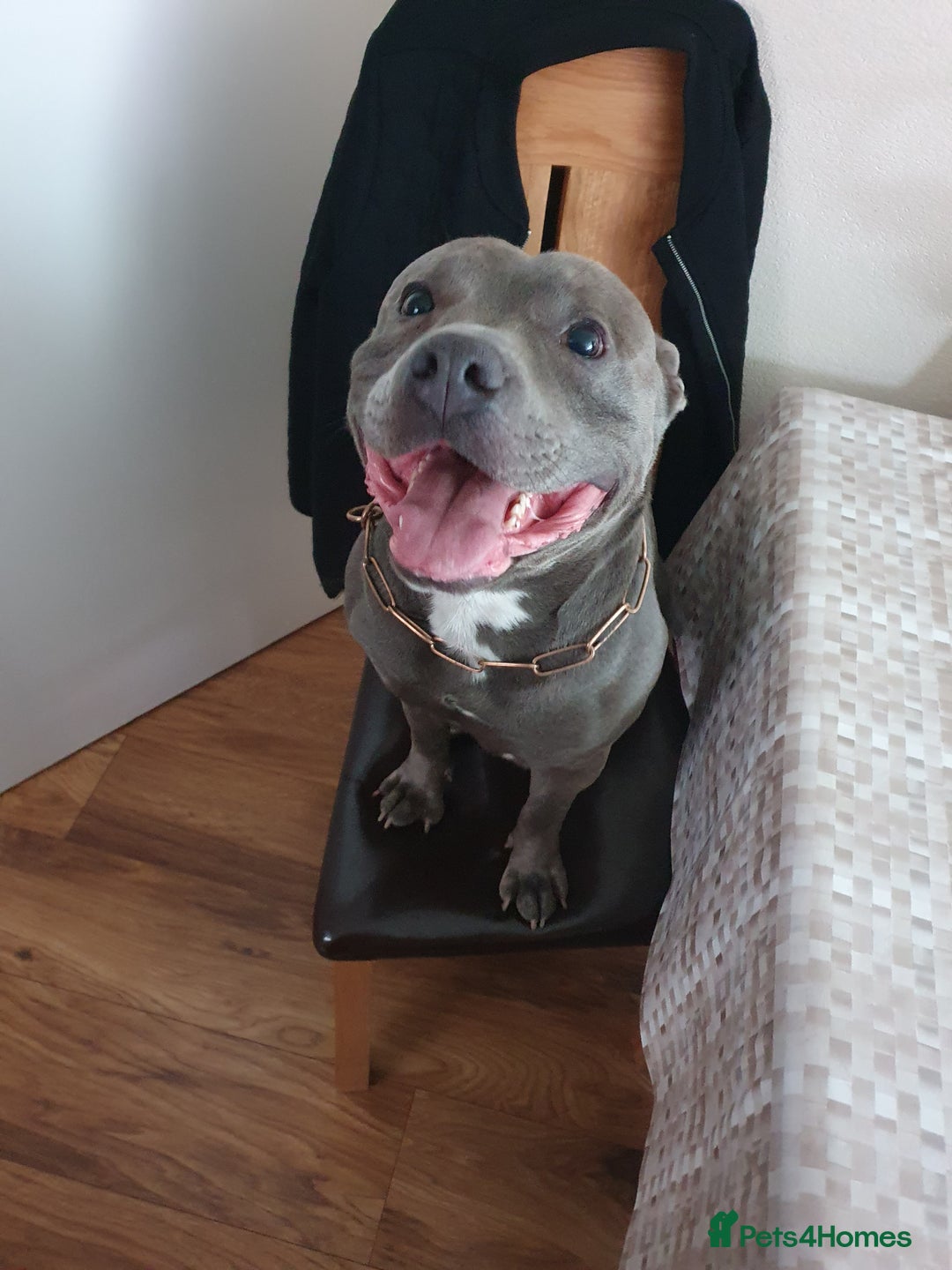 Staffordshire Bull Terrier dogs for stud: Stud for breeding in Ilkeston - Advert 9