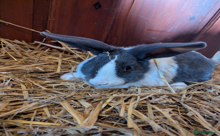 Mixed Breed rabbits Dutch x American Chinchilla Lop - Advert 11
