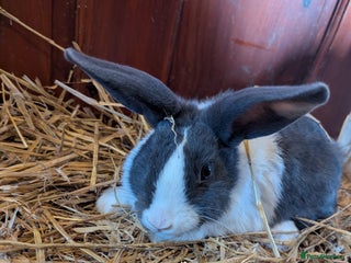 Mixed Breed rabbits Dutch x American Chinchilla Lop - Advert 14