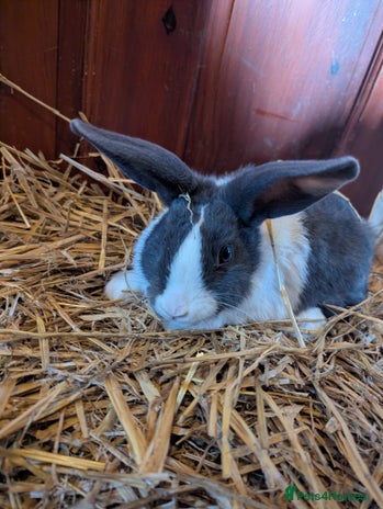 Mixed Breed rabbits Dutch x American Chinchilla Lop - Advert 11