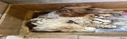 English Springer Spaniel dogs for sale: English springer spaniel puppies for sale  in Abergele - Advert 4