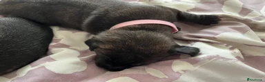 Mixed Breed Puppy 5