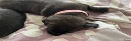 Mixed Breed dogs for sale: Staffordshire Sausage Puppies in Farnborough - Advert 4