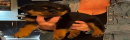 Rottweiler dogs for sale: Rottweiler pups £1500 - Advert 9
