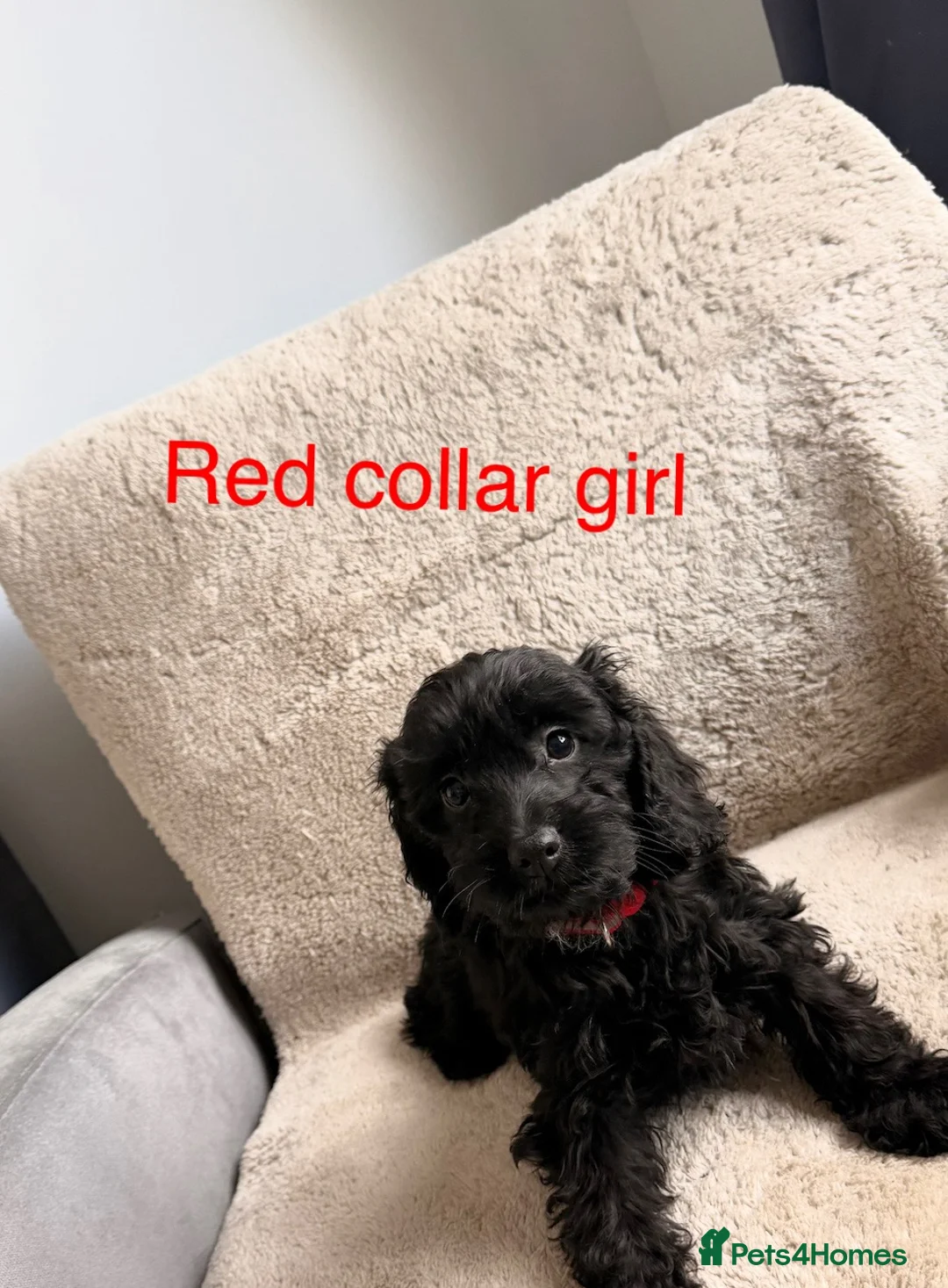 Cockapoo dogs for sale: Cockapoo puppies F1 - Advert 2