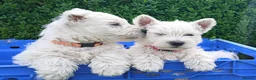 West Highland Terrier dogs for sale: KC Registered Westie Puppies - Advert 9
