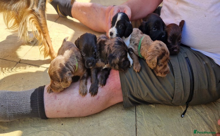 Cocker Spaniel dogs - Advert 11