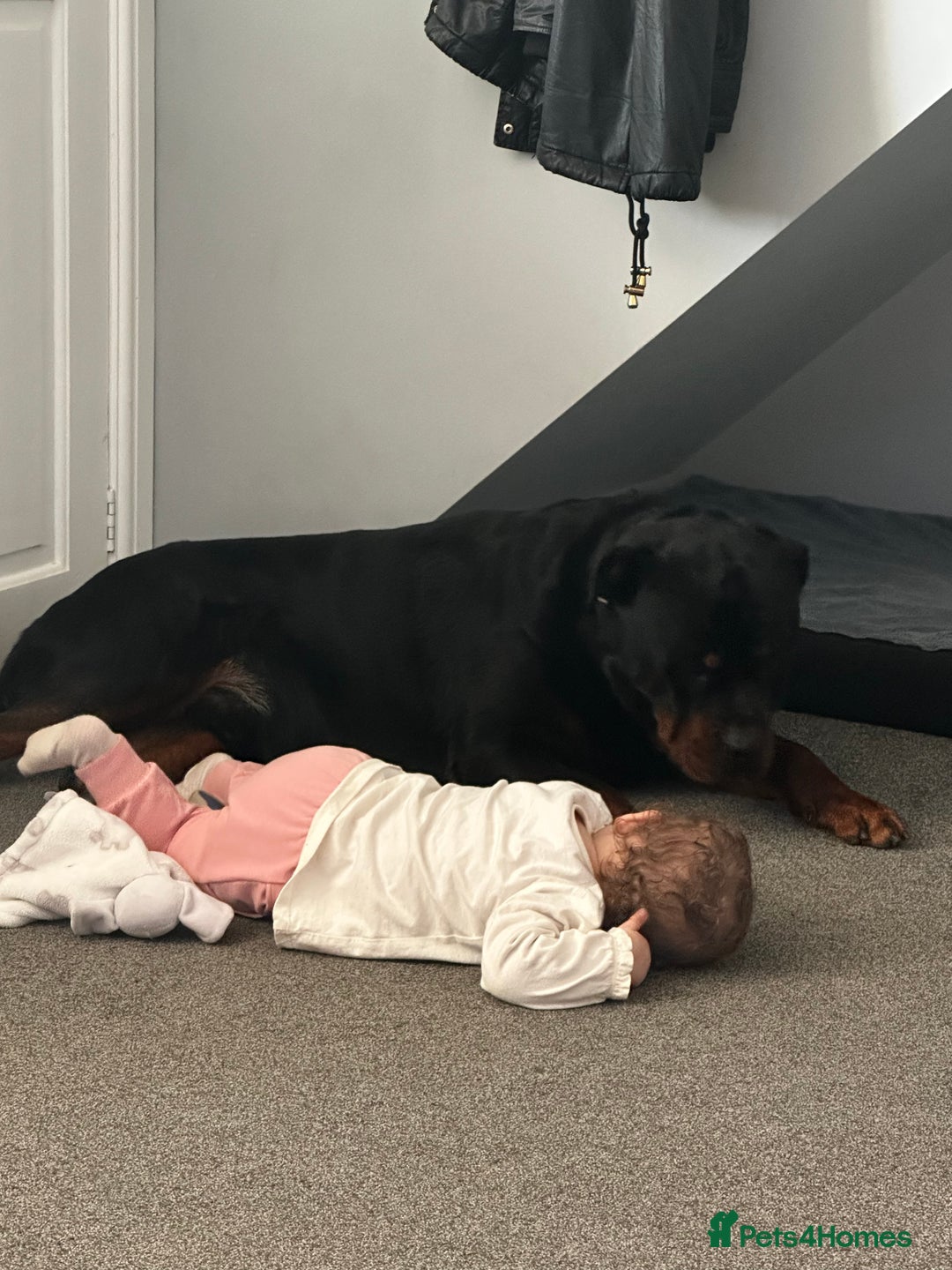 Rottweiler dogs for sale: Rottweiler needs a loving forever home  - Advert 6