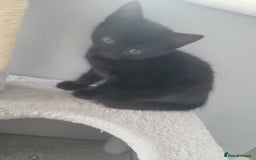 British Shorthair cats for sale: 3 kittens for sale 2 males 1 female  - Image 5