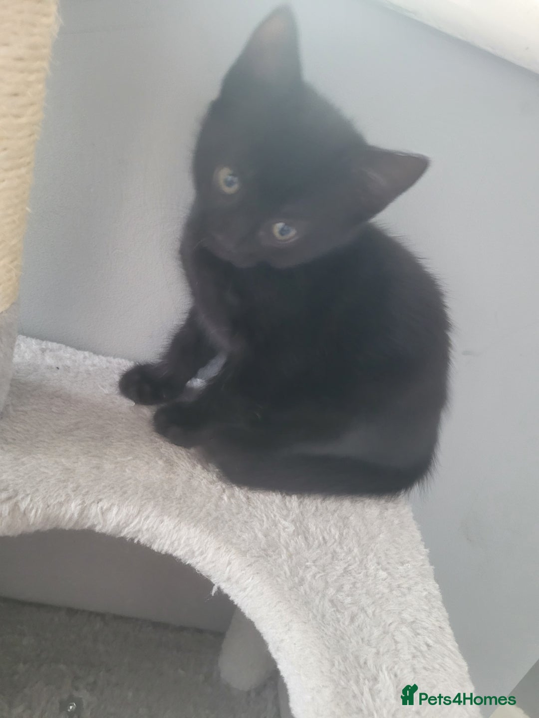 British Shorthair cats for sale: 3 kittens for sale 2 males 1 female  - Image 5