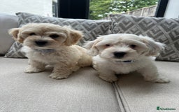 Cavachon dogs for sale: 2 Adorable boys ready for their forever homes 🐾 - Image 1