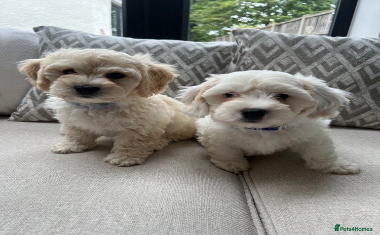 Cavachon dogs - Advert 1