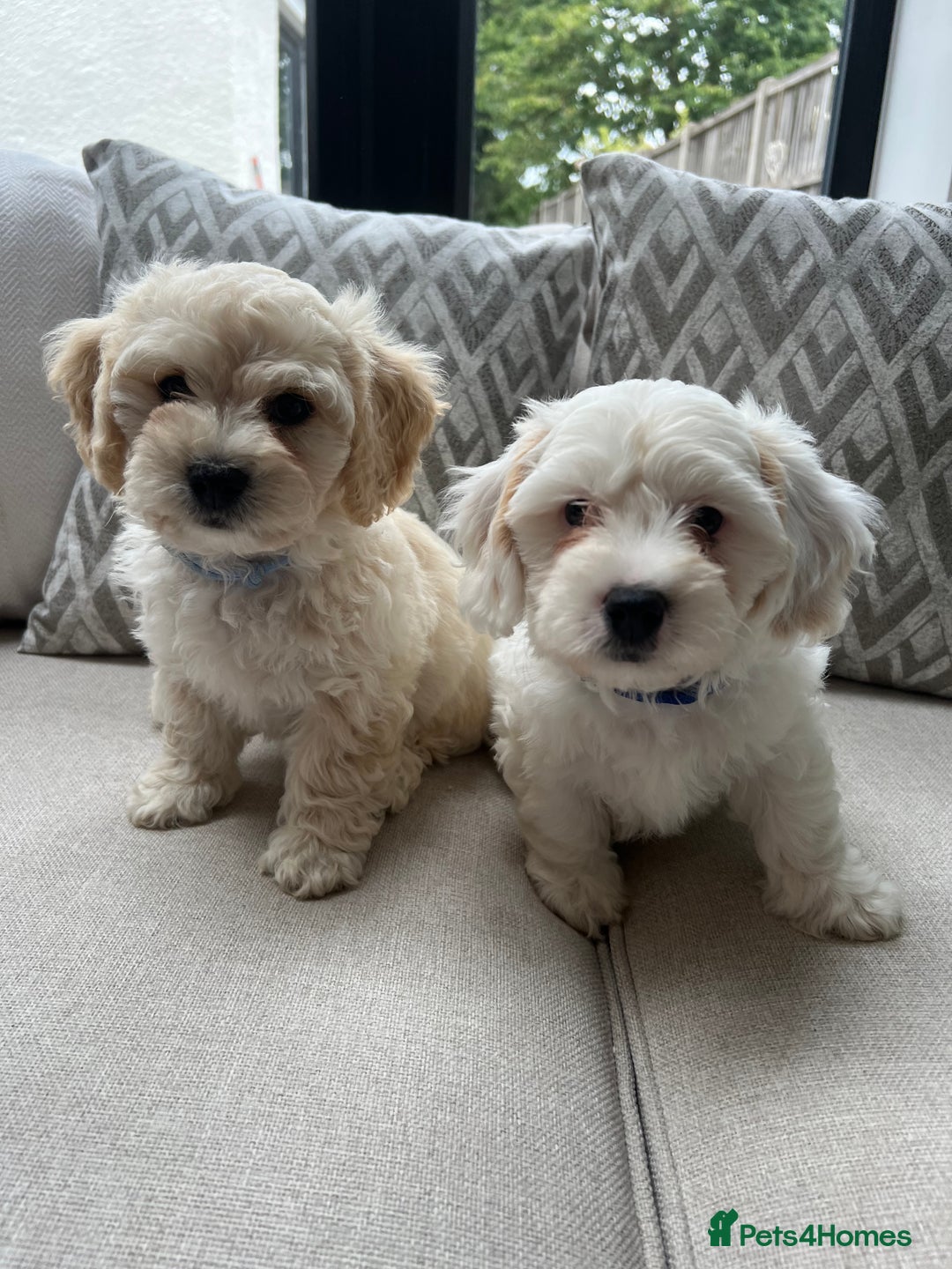 Cavachon dogs for sale: 2 Adorable boys ready for their forever homes 🐾 - Image 1