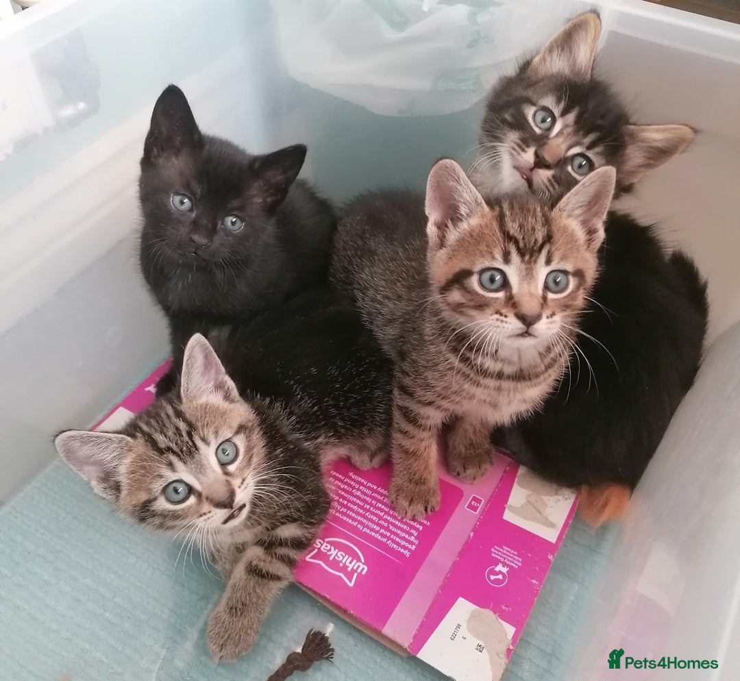 Domestic Shorthair cats for sale: 4 cute kittens :) - Advert 4