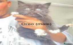 Ragdoll cats for sale: Ragdoll X domestic shorthair kittens  - Image 3