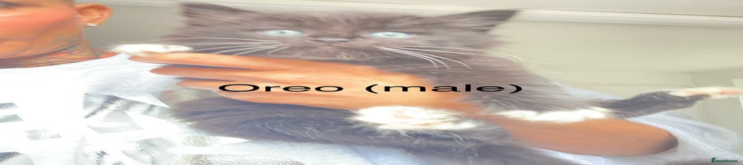 Oreo