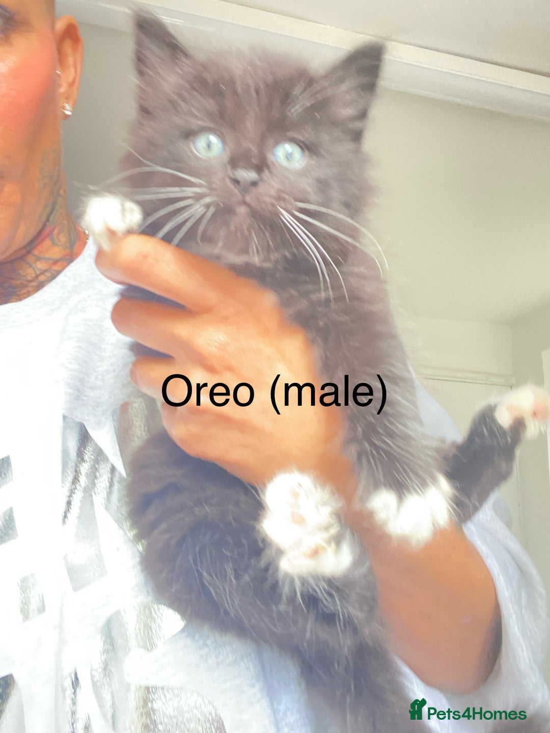 Ragdoll cats for sale: Ragdoll X domestic shorthair kittens  - Image 3