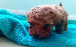 Toy Poodle dogs for sale: toy poodles from k.c.registered DNA tested parents - Image 11